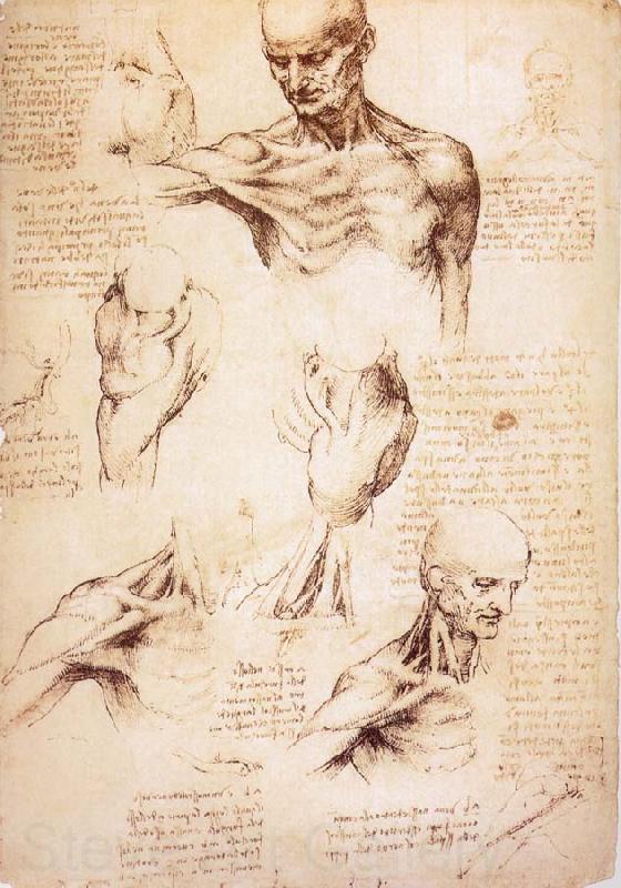 LEONARDO da Vinci The muscles of Thorax and shoulders in a lebnden person